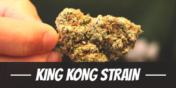 King Kong Strain
