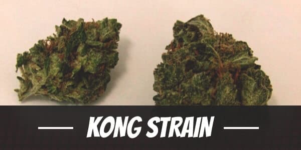 King Kong Weed Strain